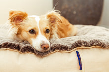 Load image into Gallery viewer, Pet Bed - Ecru Denim/Fox Fur - Limited Edition